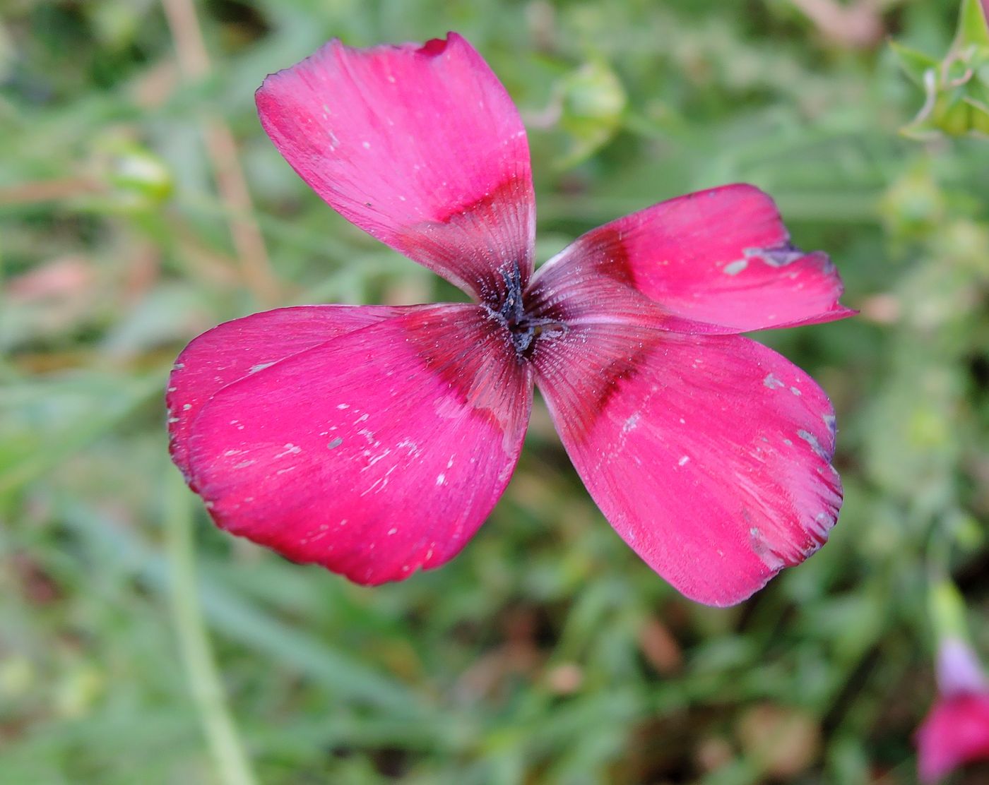 Image of Linum grandiflorum specimen.