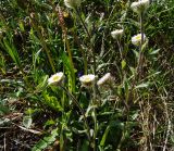Erigeron eriocephalus