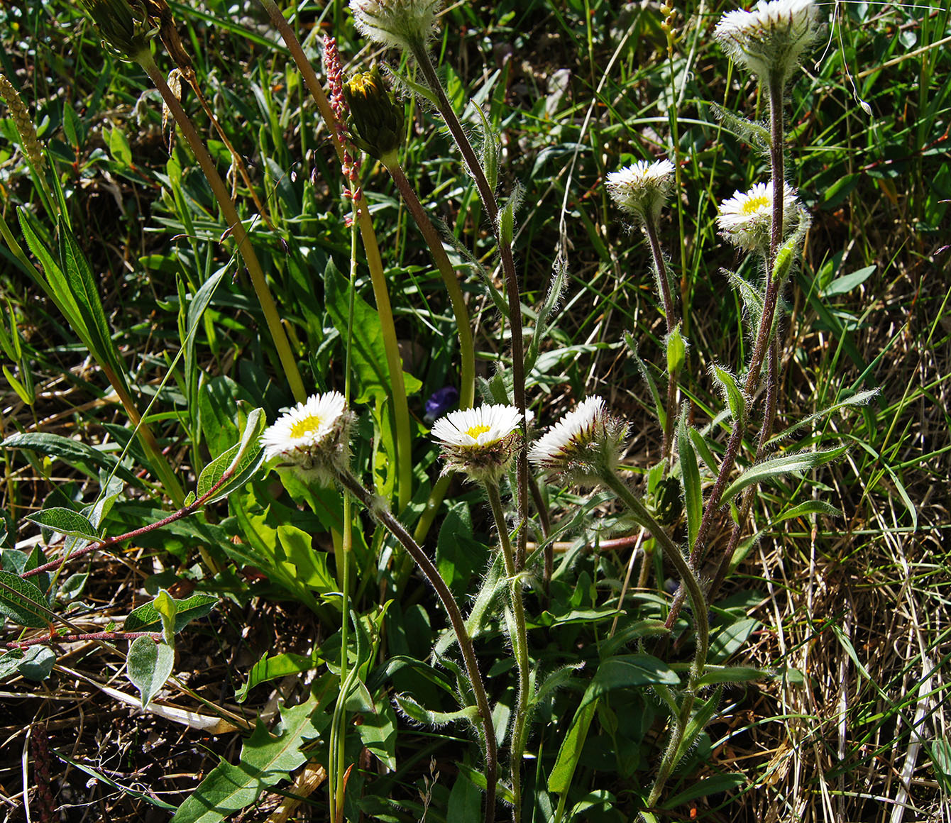 Изображение особи Erigeron eriocephalus.