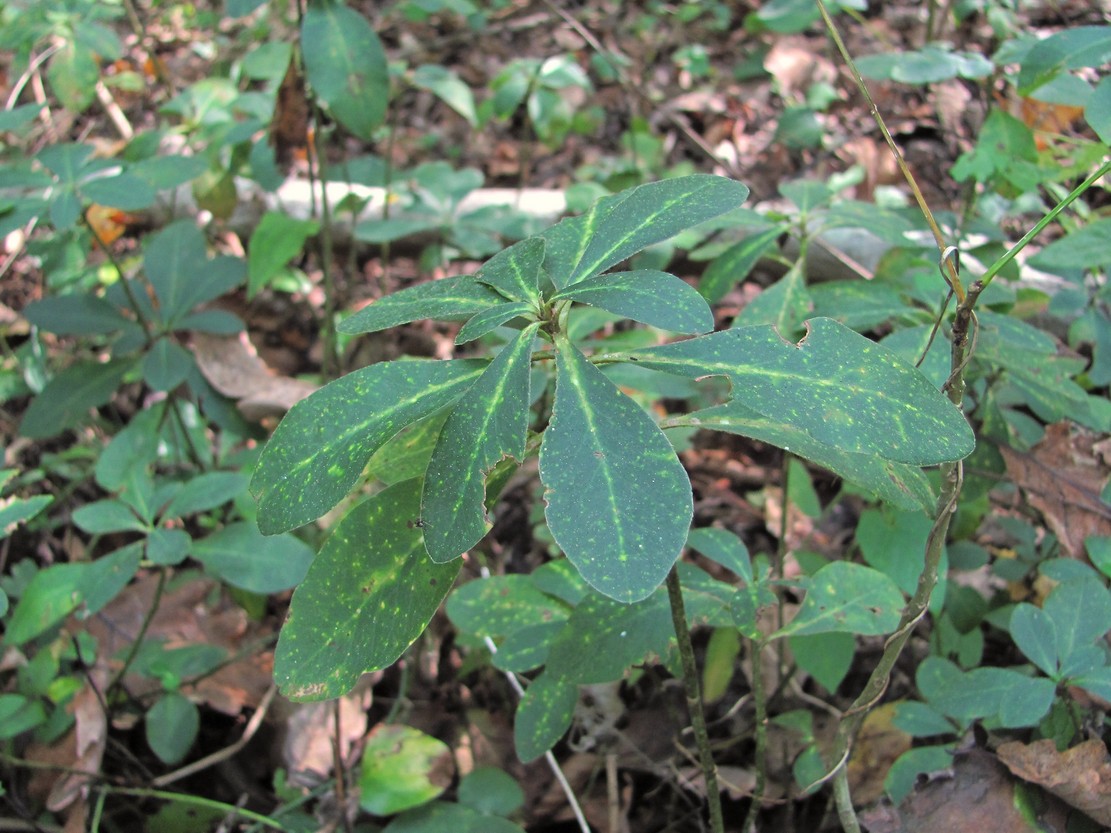 Image of Euphorbia amygdaloides specimen.