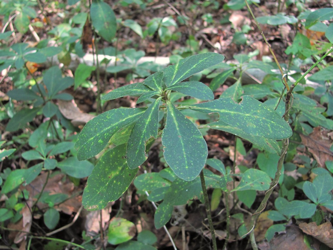 Изображение особи Euphorbia amygdaloides.