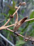 Syringa × henryi. Часть прошлогоднего соплодия. Свердловская обл., г. Североуральск, территория школы №1, в озеленении. 18.05.2019.