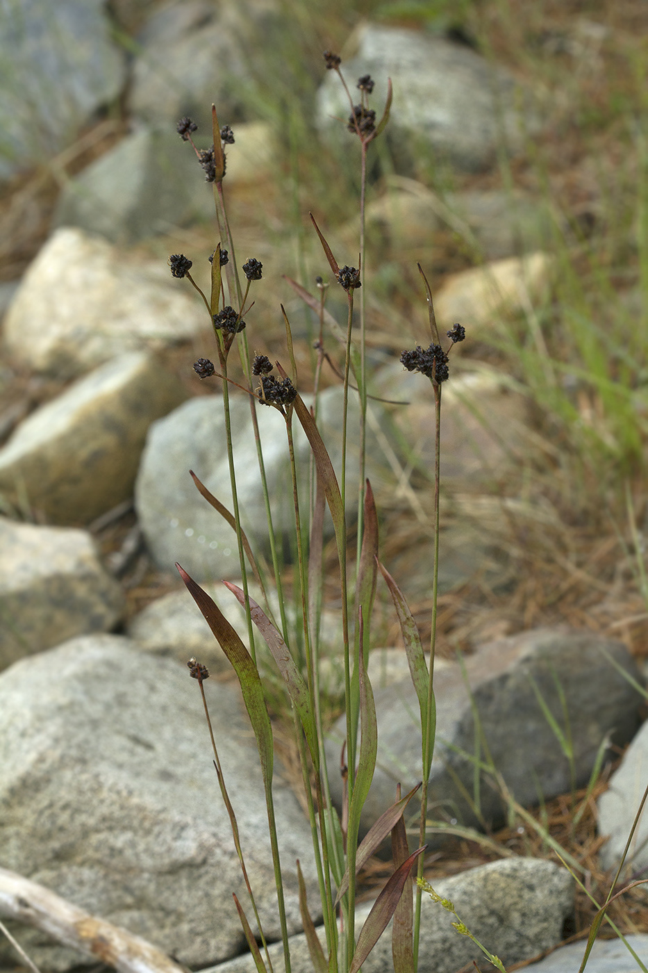 Image of Luzula kjellmaniana specimen.