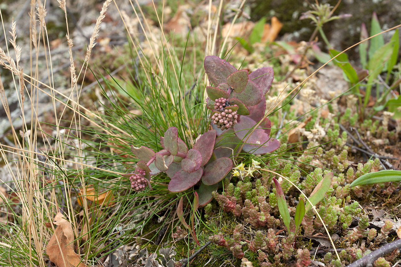 Image of Hylotelephium ruprechtii specimen.