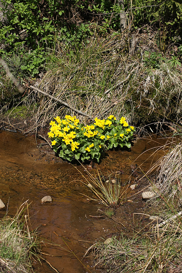 Изображение особи Caltha palustris.