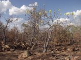 Cochlospermum gillivraei подвид gregorii. Цветущее дерево, сбросившее листву, на вулканической базальтовой почве. Австралия, северо-восточный Квинсленд, Национальный парк \"Undara Volcanic\". Конец сухого сезона (сезон gurreng). 07.10.2009.