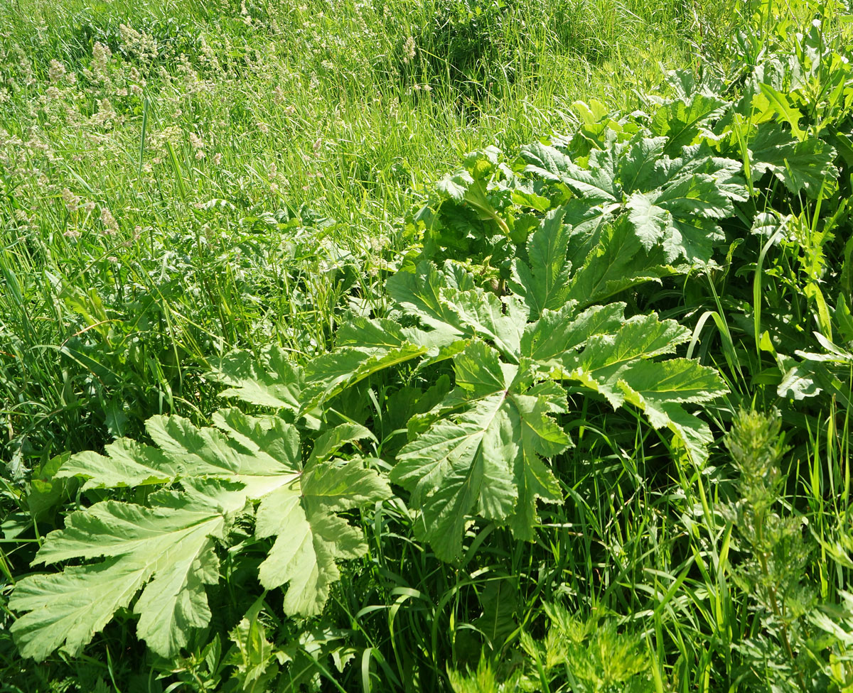 Image of Heracleum sosnowskyi specimen.