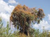 род Cassytha. Растение, паразитирующее на Acacia. Австралия, северо-западный Квинсленд, возле трассы Burke Developmental Rd (№ 83). южнее г. Нормантон. Конец сухого сезона (сезон gurreng). 11.10.2009.