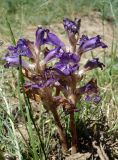 Orobanche amoena