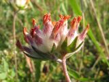 Anthyllis vulneraria