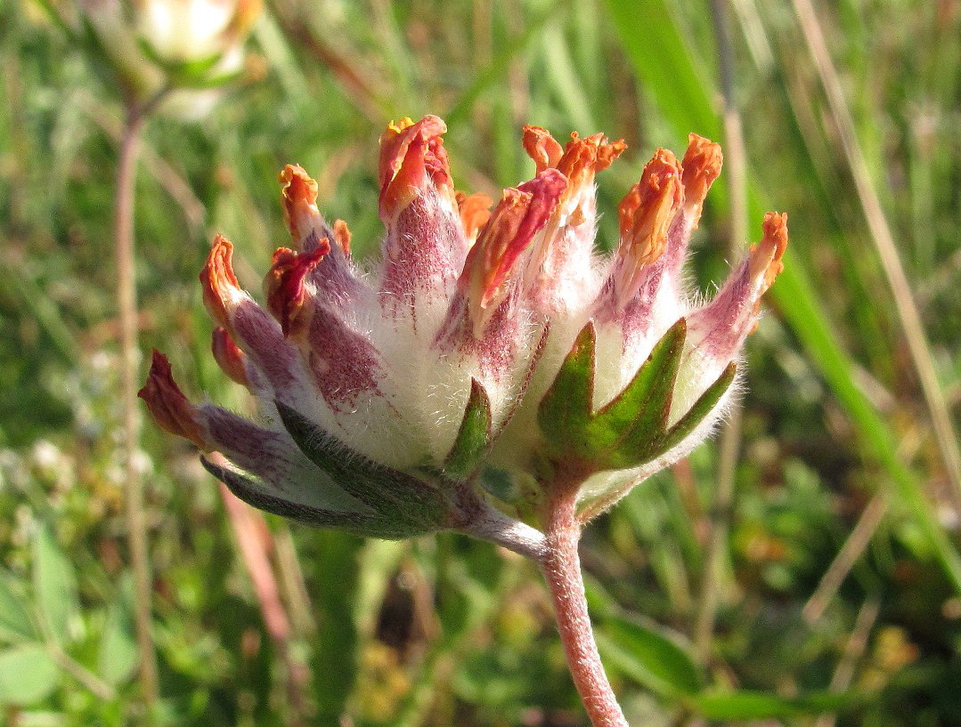 Image of Anthyllis vulneraria specimen.