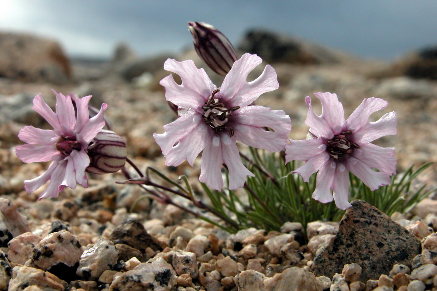 Изображение особи Silene stenophylla.