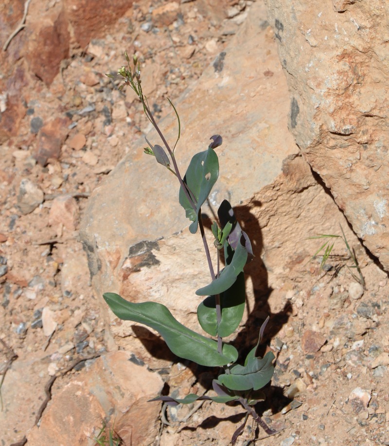 Image of genus Conringia specimen.