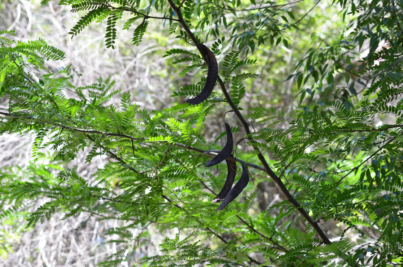 Изображение особи Gleditsia triacanthos.