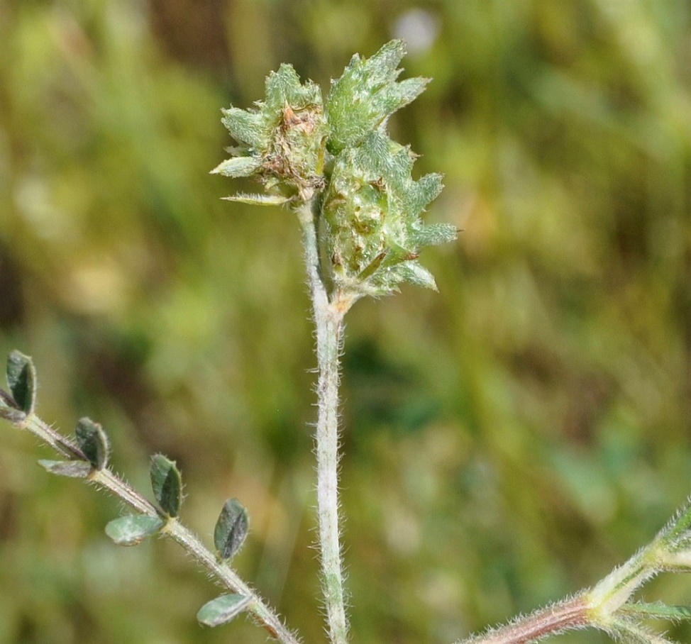 Image of Onobrychis crista-galli specimen.