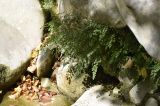 Adiantum capillus-veneris. Растение среди валунов в русле реки. Испания, Каталония, пров. Жирона, комарка Ла-Гарроча, муниципалитет Салес-де-Льерка. 29.09.2019.