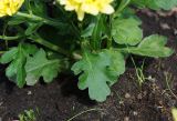 Chrysanthemum indicum