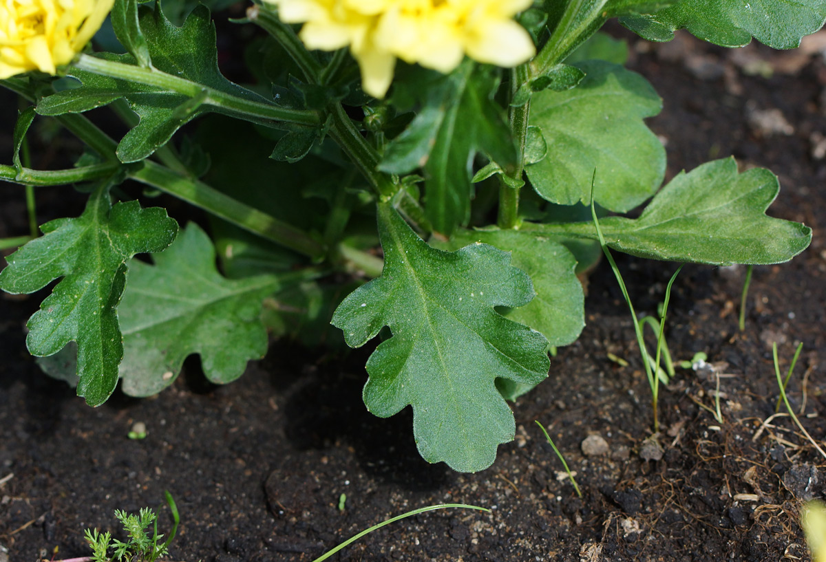 Image of Chrysanthemum indicum specimen.