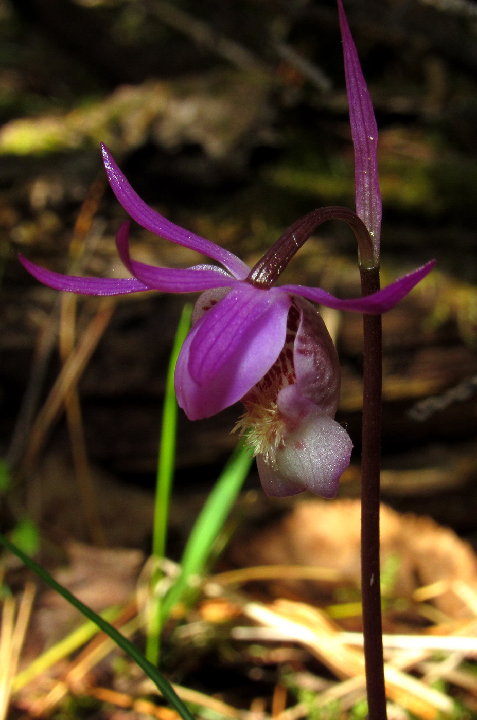 Изображение особи Calypso bulbosa.