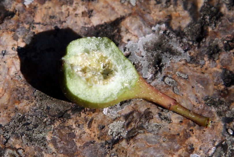 Изображение особи Ficus pyriformis.