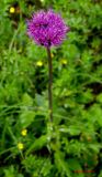 Cirsium heterophyllum