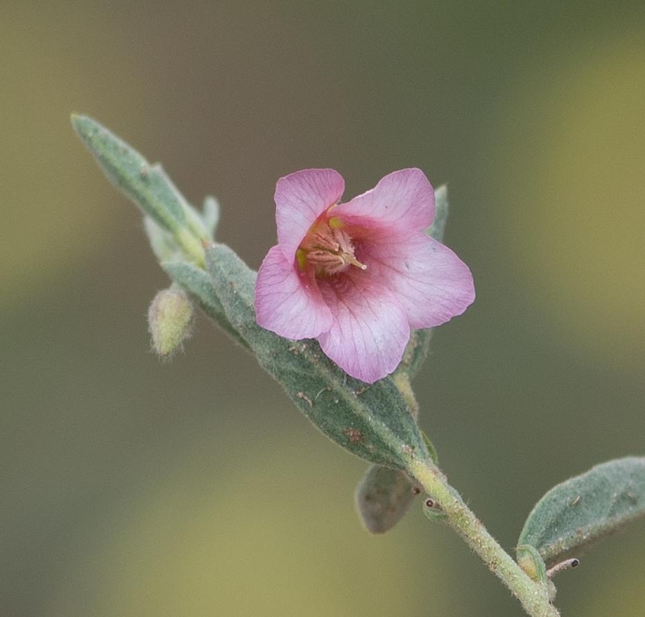Изображение особи Hermannia affinis.