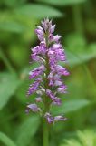 Orchis militaris