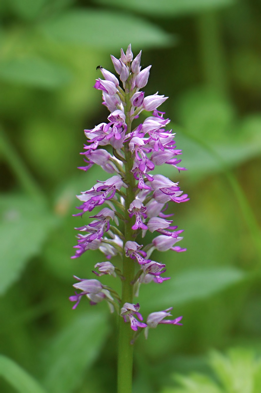 Image of Orchis militaris specimen.