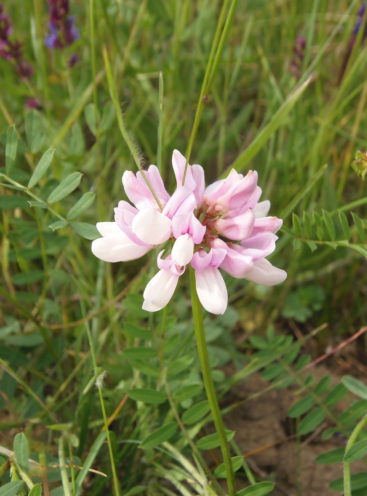 Image of Securigera varia specimen.