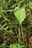 Anthurium coloradense