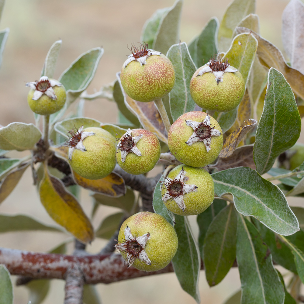 Image of Pyrus elaeagrifolia specimen.