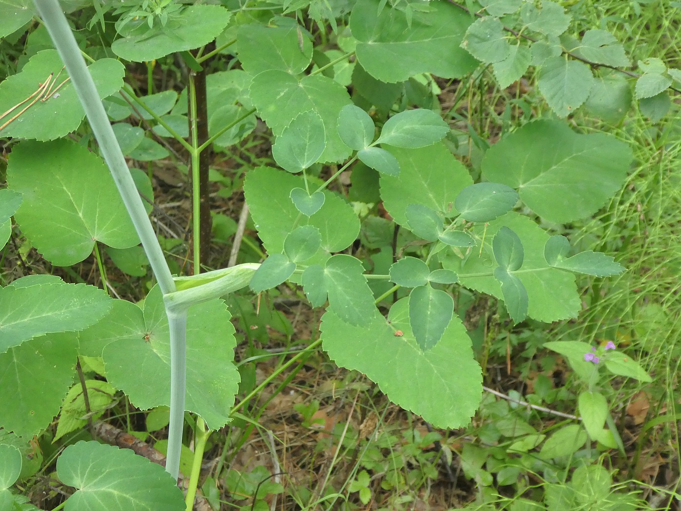 Изображение особи Laserpitium latifolium.