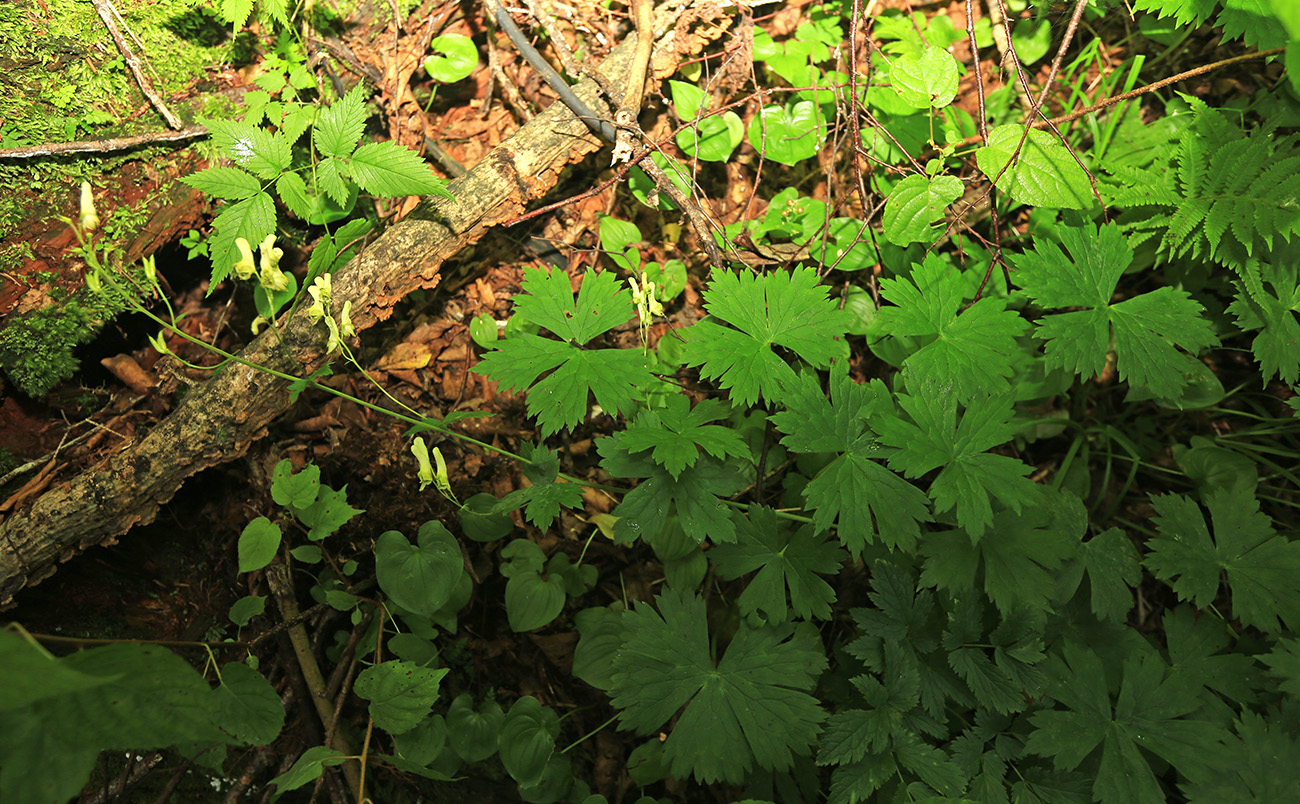 Image of Aconitum puchonroenicum specimen.
