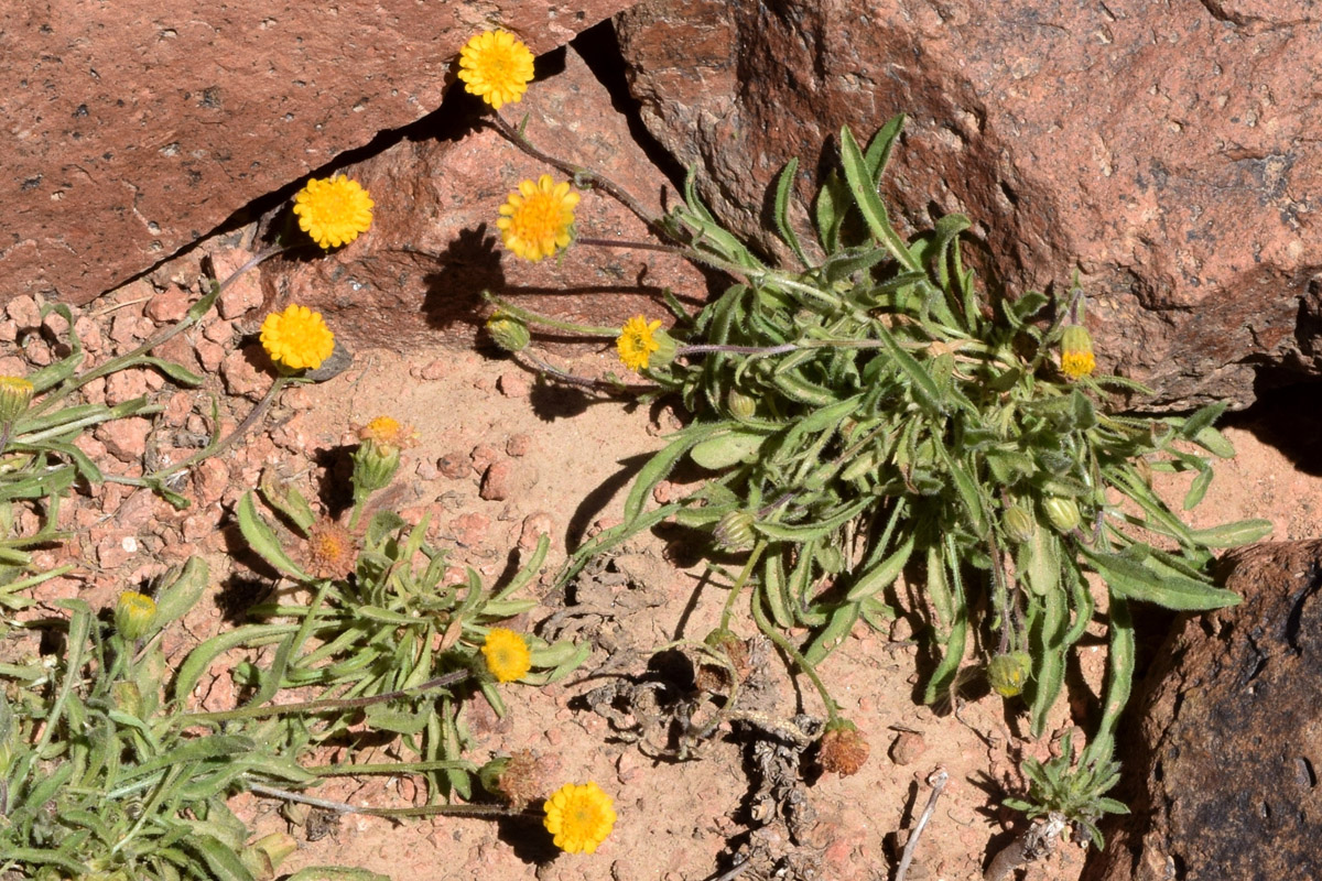 Изображение особи Erigeron cabulicus.