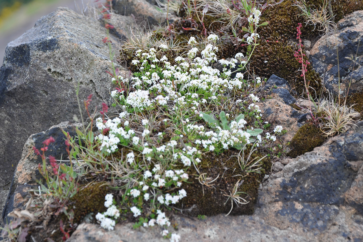 Изображение особи Galium saxatile.