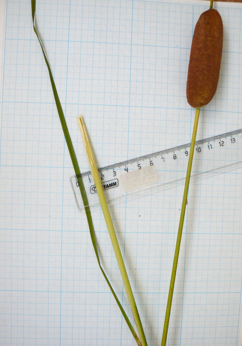 Image of Typha laxmannii specimen.