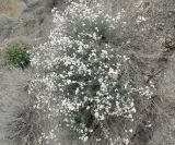 Gypsophila capitata