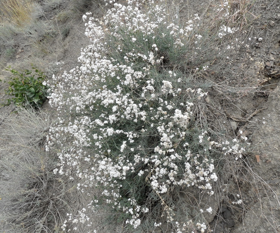 Image of Gypsophila capitata specimen.