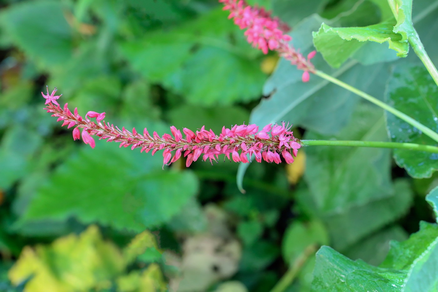 Изображение особи Bistorta amplexicaulis.