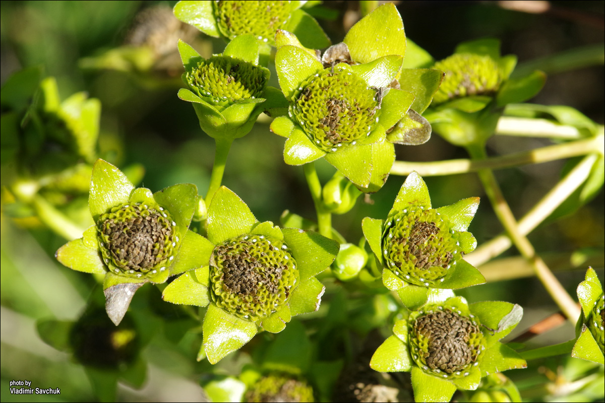 Изображение особи Silphium perfoliatum.