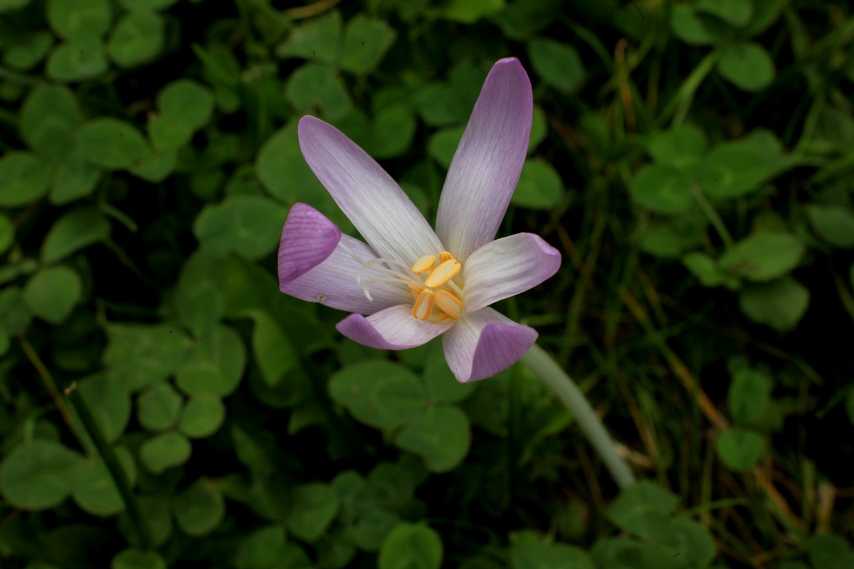 Image of Colchicum umbrosum specimen.