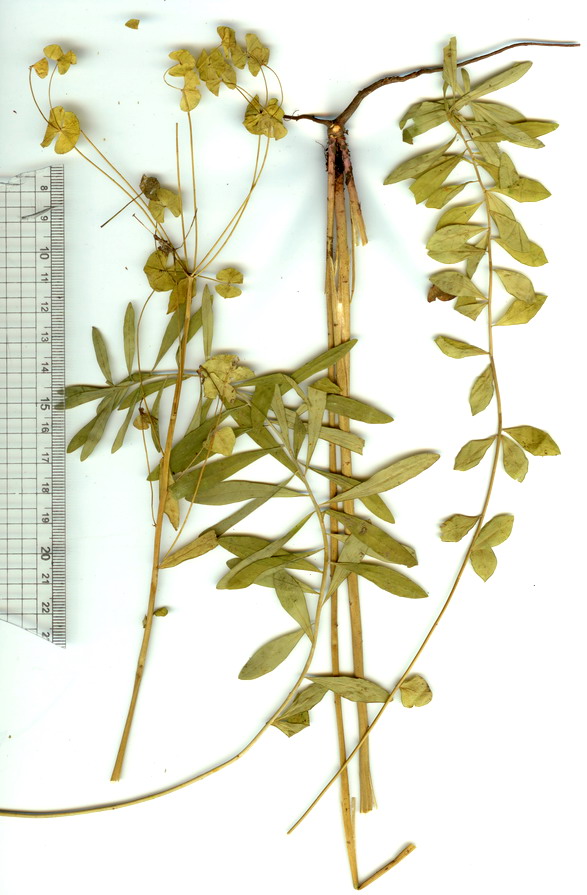 Image of Euphorbia bagyrensis specimen.