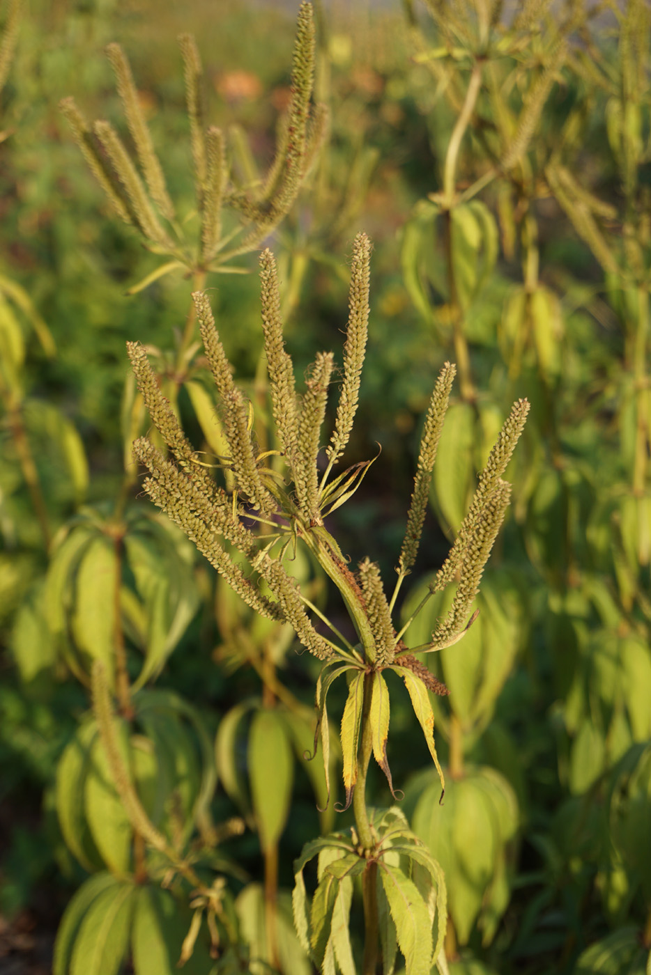 Изображение особи род Veronicastrum.