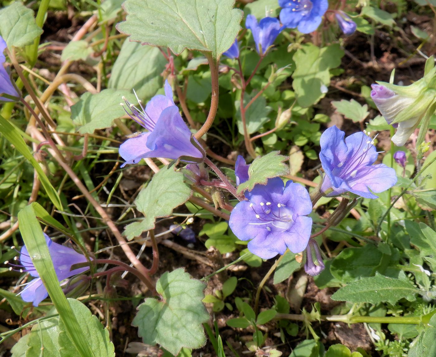 Изображение особи Phacelia campanularia.