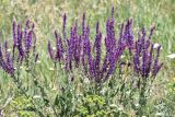 Salvia tesquicola