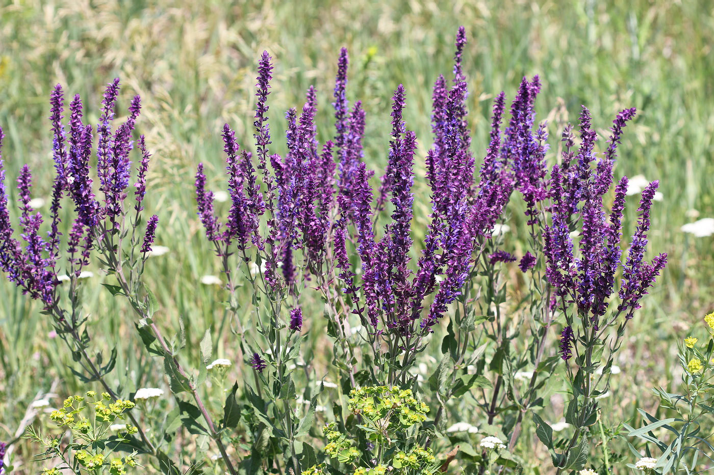 Image of Salvia tesquicola specimen.