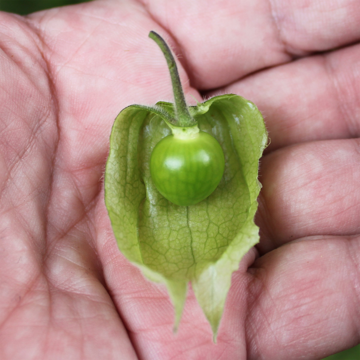 Изображение особи Physalis peruviana.