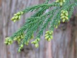 Cryptomeria japonica. Побеги с микростробилами. Южная Корея, Корейский Национальный Арборетум. 25.10.2017.