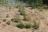 Campanula rotundifolia