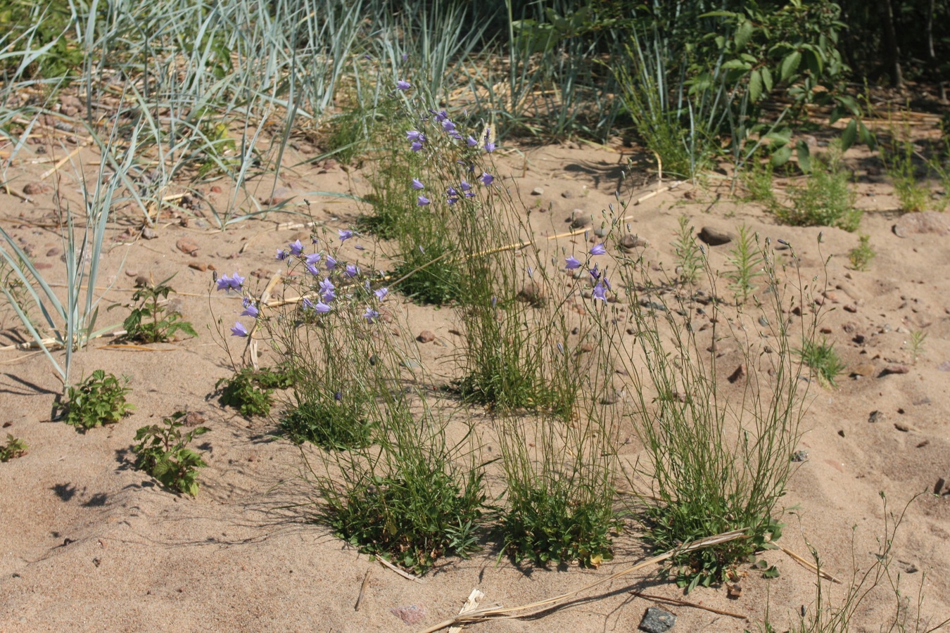 Изображение особи Campanula rotundifolia.